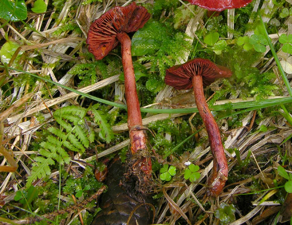 Vediamo quanto  facile...